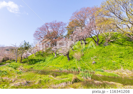 日本さくら名所100選 北海道 松前公園 日本さくら名所100選 北海道 松前公園 116341208