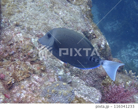 海中の岩場を泳ぐ黒い魚のニザダイ 116341233