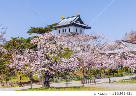 日本さくら名所100選 北海道 松前公園 日本さくら名所100選 北海道 松前公園 116341433