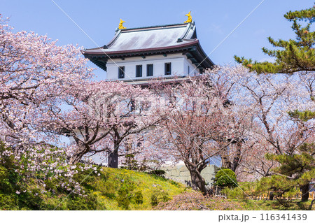 日本さくら名所100選　北海道　松前公園 116341439