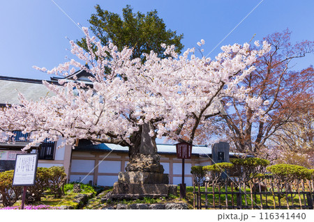 日本さくら名所100選　北海道　松前公園 116341440