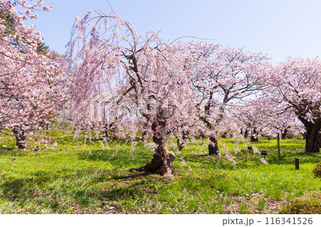 北海道松前町の春 満開の松前の桜 北海道松前町の春 満開の松前の桜 116341526