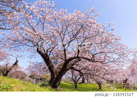 北海道松前町の春 満開の松前の桜 北海道松前町の春 満開の松前の桜 116341527