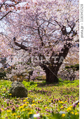 北海道松前町の春 満開の松前の桜 北海道松前町の春 満開の松前の桜 116341528