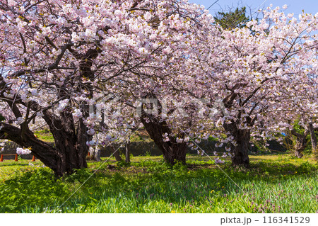 北海道松前町の春　満開の松前の桜 116341529