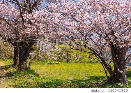北海道松前町の春 満開の松前の桜 北海道松前町の春 満開の松前の桜 116341530