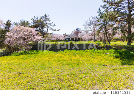 北海道松前町の春　満開の松前の桜 116341532
