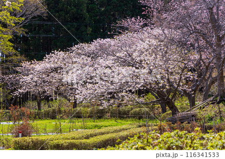 北海道松前町の春　満開の松前の桜 116341533