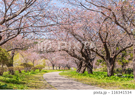 北海道松前町の春 満開の松前の桜 北海道松前町の春 満開の松前の桜 116341534