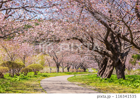 北海道松前町の春　満開の松前の桜 116341535
