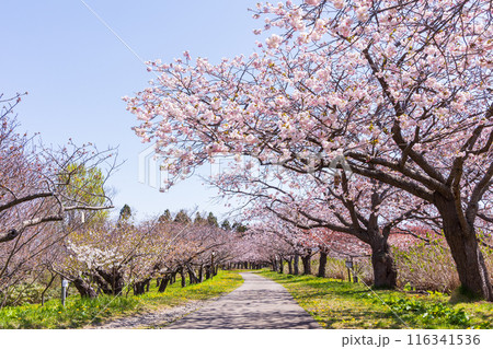 北海道松前町の春 満開の松前の桜 北海道松前町の春 満開の松前の桜 116341536