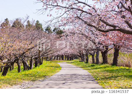 北海道松前町の春　満開の松前の桜 116341537