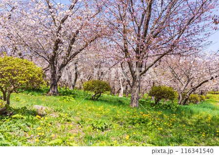 北海道松前町の春 満開の松前の桜 北海道松前町の春 満開の松前の桜 116341540