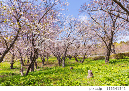 北海道松前町の春 満開の松前の桜 北海道松前町の春 満開の松前の桜 116341541