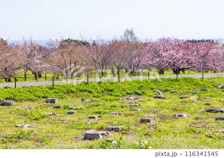 北海道松前町の春 満開の松前の桜 北海道松前町の春 満開の松前の桜 116341545