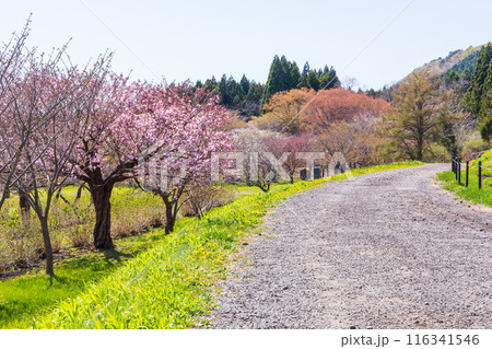 北海道松前町の春　満開の松前の桜 116341546