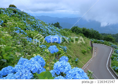 大川原高原に咲く青いアジサイ (徳島県 佐那河内村) 大川原高原に咲く青いアジサイ (徳島県 佐那河内村) 116341547