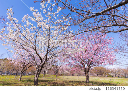 北海道松前町の春 満開の松前の桜 北海道松前町の春 満開の松前の桜 116341550
