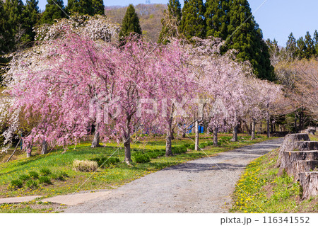 北海道松前町の春　満開の松前の桜 116341552