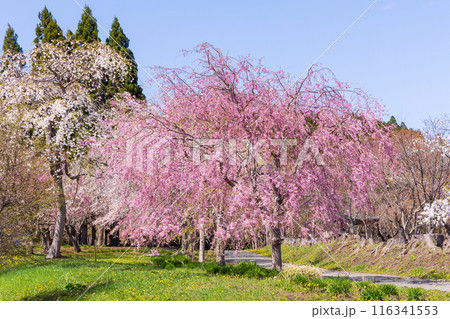 北海道松前町の春　満開の松前の桜 116341553