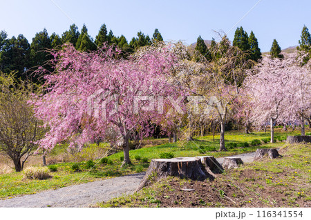 北海道松前町の春　満開の松前の桜 116341554