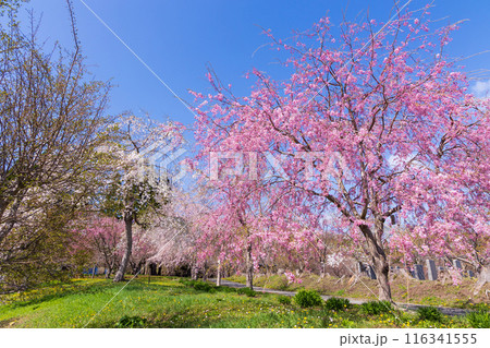 北海道松前町の春 満開の松前の桜 北海道松前町の春 満開の松前の桜 116341555