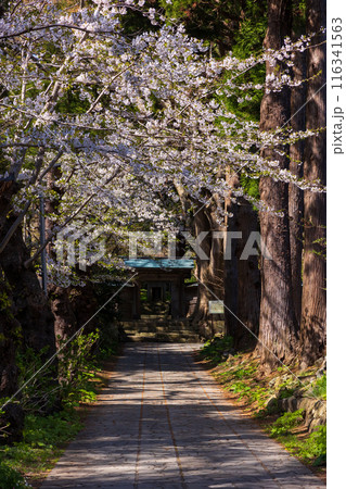 北海道松前町の春 満開の松前の桜 北海道松前町の春 満開の松前の桜 116341563