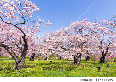 北海道松前町の春　満開の松前の桜 116341569