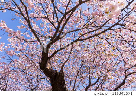北海道松前町の春 満開の松前の桜 北海道松前町の春 満開の松前の桜 116341571