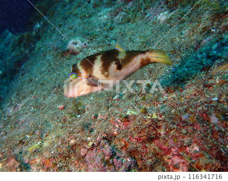 海中の岩場を泳ぐ1匹の魚のハナキンチャクフグ 116341716