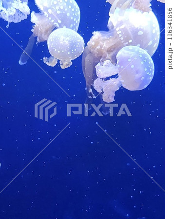 鴨川シーワールド 綺麗に撮れました 鴨川シーワールド 綺麗に撮れました 116341856