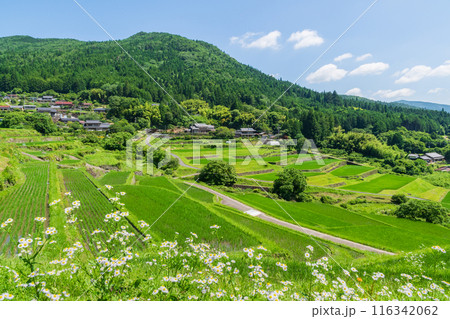 夏の坂折棚田(岐阜県恵那市) 夏の坂折棚田(岐阜県恵那市) 116342062