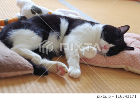 寝転がる猫 116342171