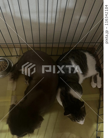 仲良し犬と猫 116342184