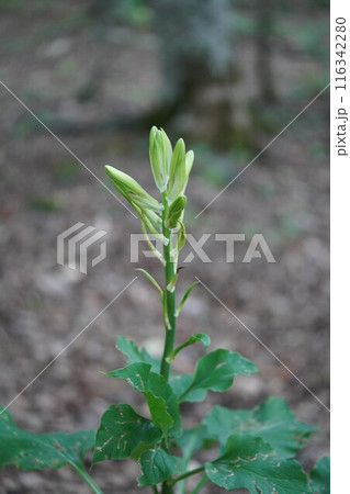 ひっそりとした森の中、蕾のウバユリ 116342280