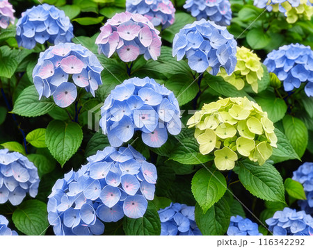 青色系の紫陽花のイラスト、クローズアップ。AI生成素材  116342292