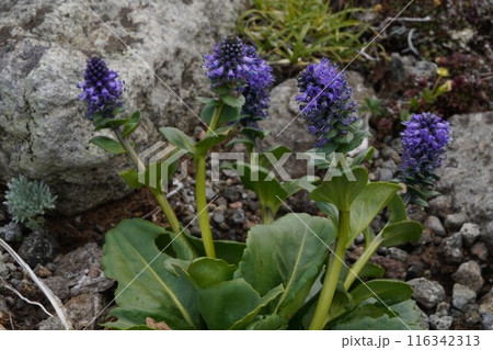 大雪山の固有種　ホソバウルップソウ 116342313