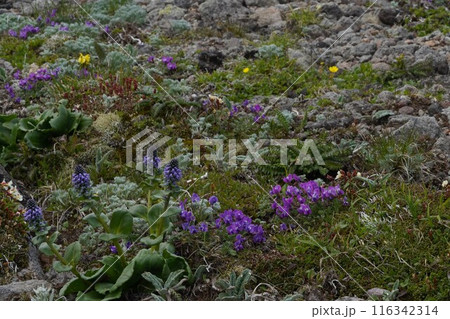 大雪山の固有種　ホソバウルップソウ 116342314