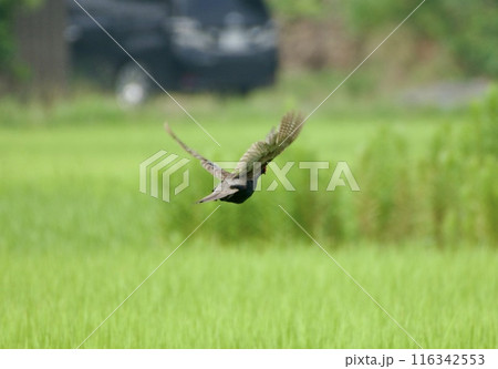 キジ 飛行 / flying pheasant キジ 飛行 / flying pheasant 116342553