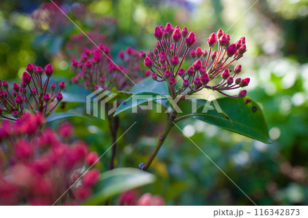 5月3日、カルミアの蕾が膨らむ。花言葉は「大きな希望」「さわやかな笑顔」 116342873