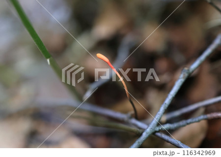 冬虫夏草 116342969