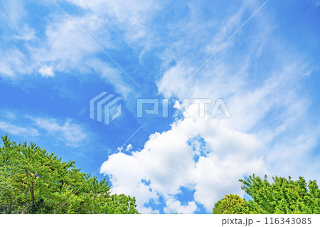 夏の雲と木立 夏の雲と木立 116343085