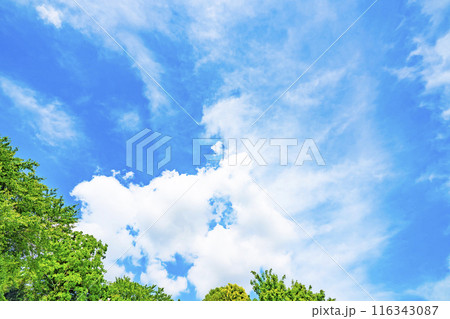 夏の雲と木立 夏の雲と木立 116343087