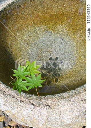 水ともみじ 116343560