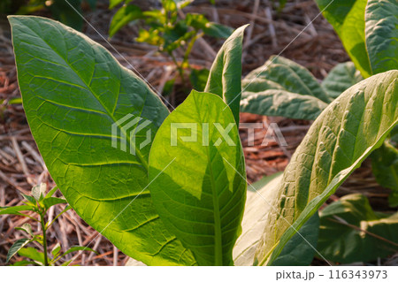 Large leaf tobacco plants growing on tobacco farmland Large leaf tobacco plants growing on tobacco farmland 116343973