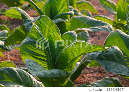 Large leaf tobacco plants growing on tobacco farmland 116343974