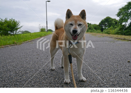 柴犬 柴犬 116344436