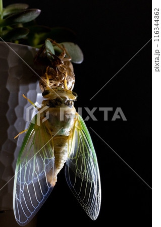 羽化 羽化 116344862