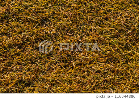 Texture of cut tobacco leaves, High quality dried cut tobacco leaves Texture of cut tobacco leaves, High quality dried cut tobacco leaves 116344886