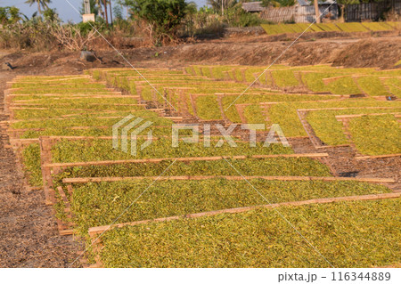 drying pieces of tobacco leaves in the traditional way 116344889